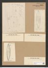 Scoliopleura tumida (Breb.) Rabh. (de-Toni-Nr.: Genus 14, Species 1108) Zeichnungen Sammlung Grunow Nr. 2191 (NHMW-BOT-W0369264)